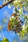 Monarch Butterfly: 197x293